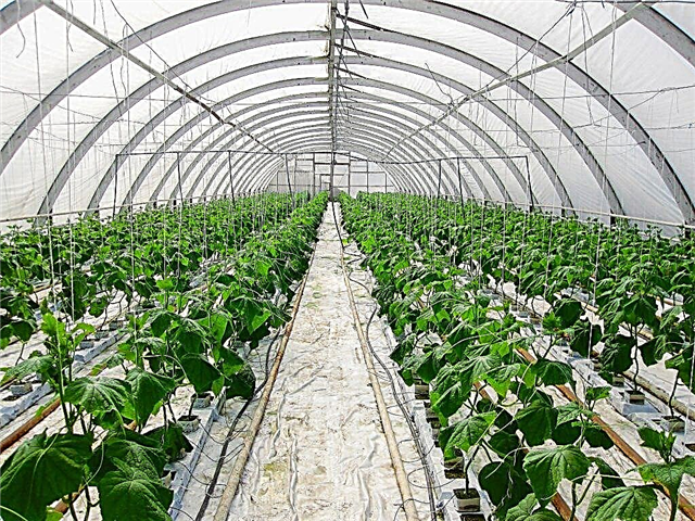 Using hydroponics for growing cucumbers