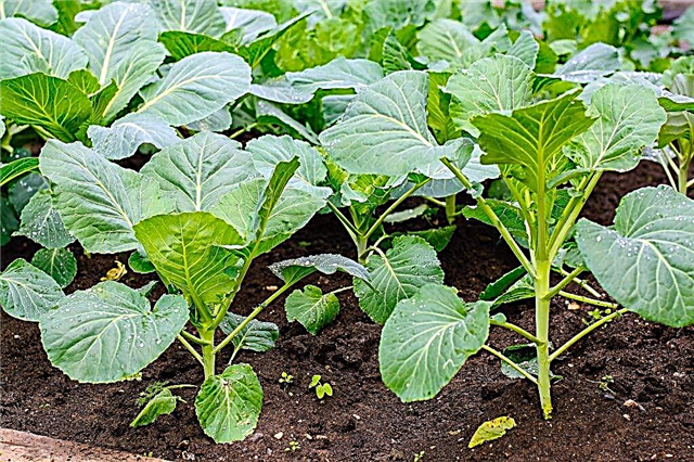 Seedlings of cabbage and frozen