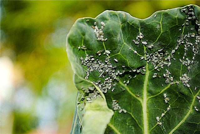 Fighting cabbage aphids using folk methods