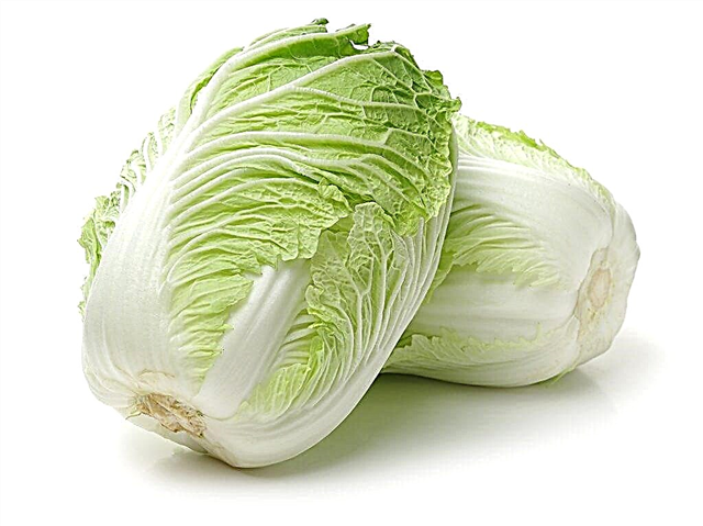 Characteristics of Manoko Peking cabbage
