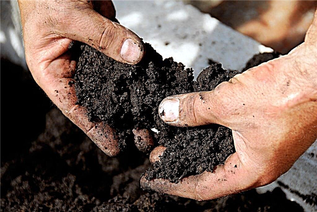 Aciditatea solului pentru castraveți