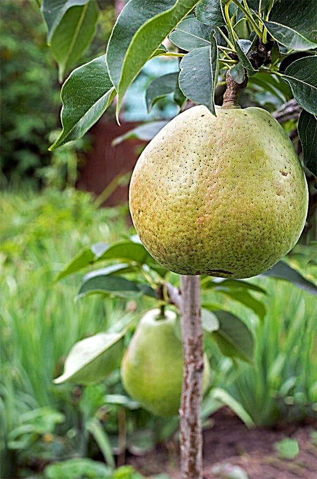The best columnar pears for the Moscow region