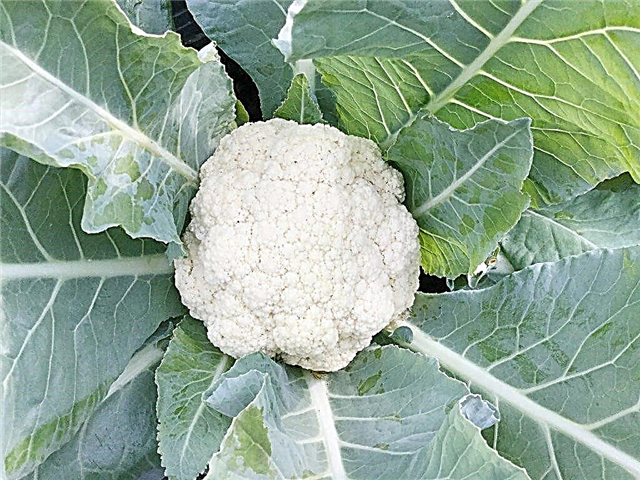 Growing cauliflower outdoors