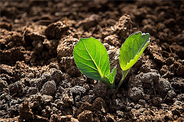 Planter des plants de chou en pleine terre