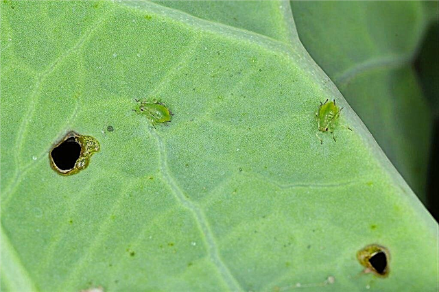 Processing cabbage from aphids
