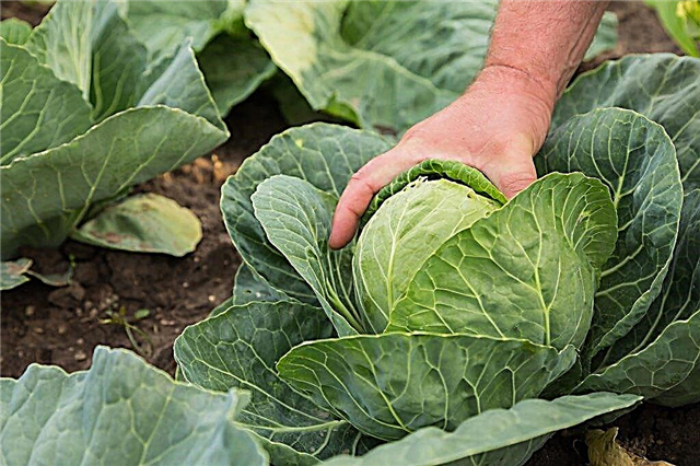 Useful properties of young cabbage