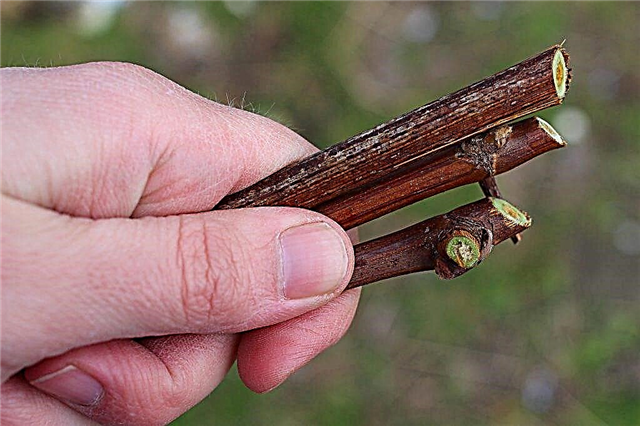 Pravidla pro výsadbu řízků hroznů na jaře