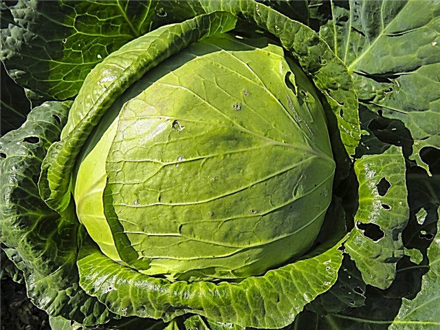 Characteristics of Sibiryachka cabbage