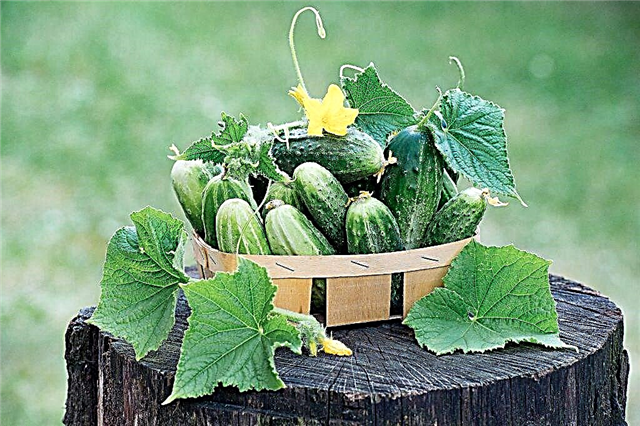 Galina Kizima's advice on growing cucumbers
