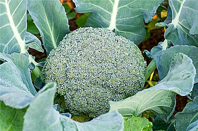 Penerangan mengenai brokoli Fortuna