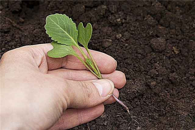 Planting cabbage according to the method of Julia Minyaeva