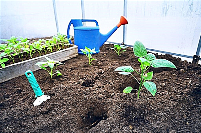 Afstand, når du planter peber i et drivhus