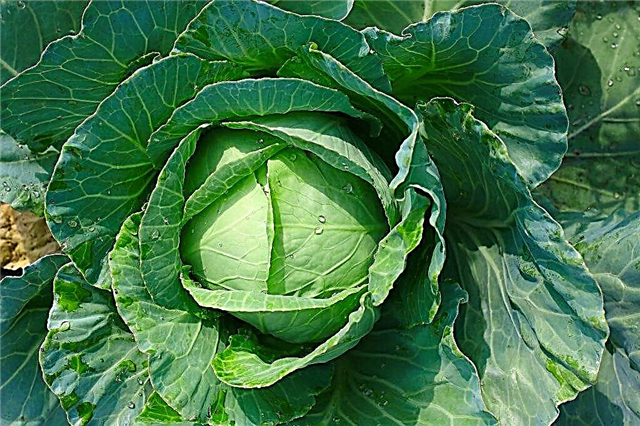 Characteristics of cabbage variety Mirror F1