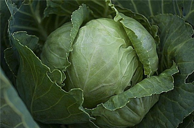 Description of popular varieties of cabbage
