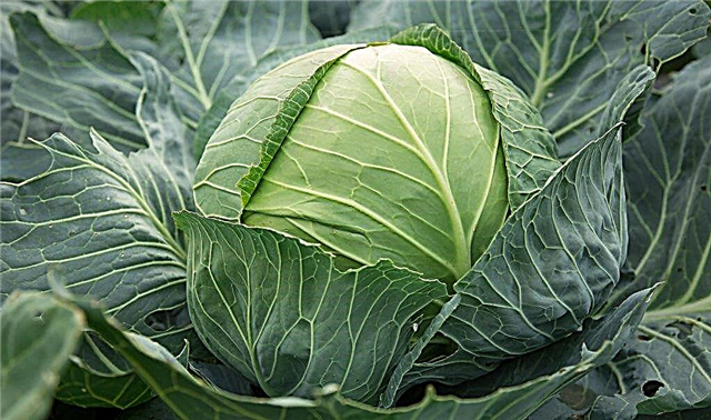 Description of cabbage variety Sugarloaf