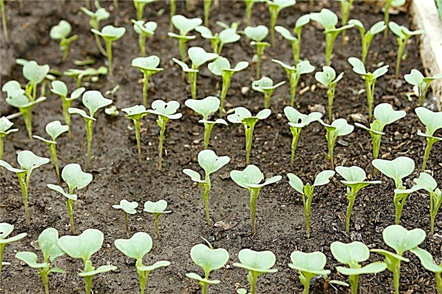The timing of planting cabbage for seedlings