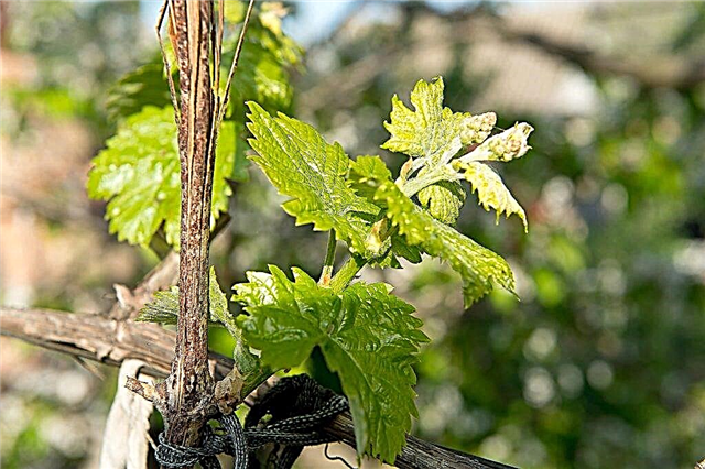 Features of garter grapes in spring