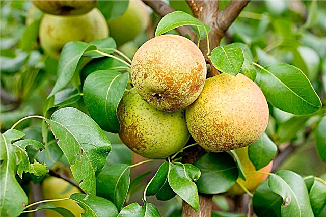 Characteristics of pear varieties Powislaya