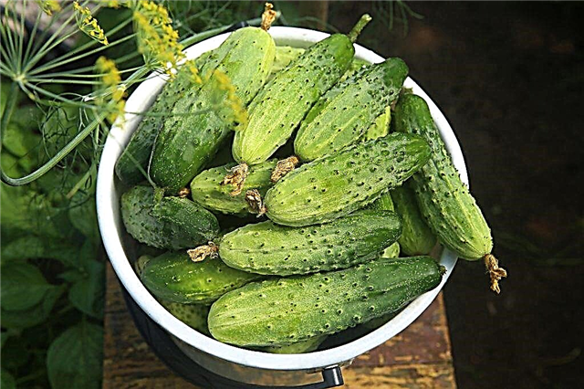 Description of varieties of cucumbers with the letter Z
