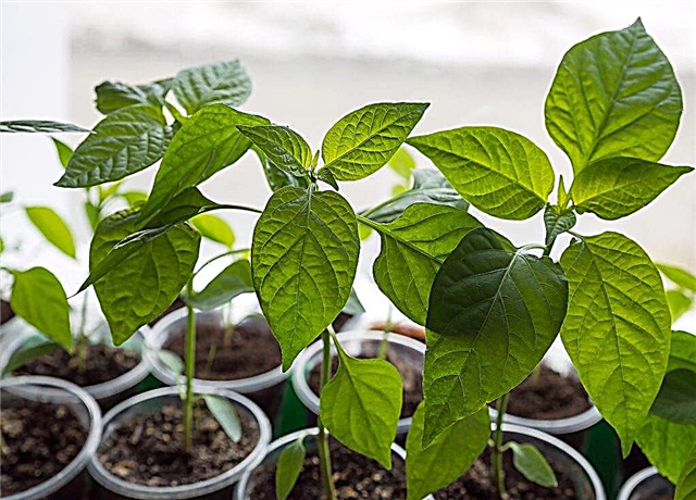 For what reasons, pepper seedlings grow poorly
