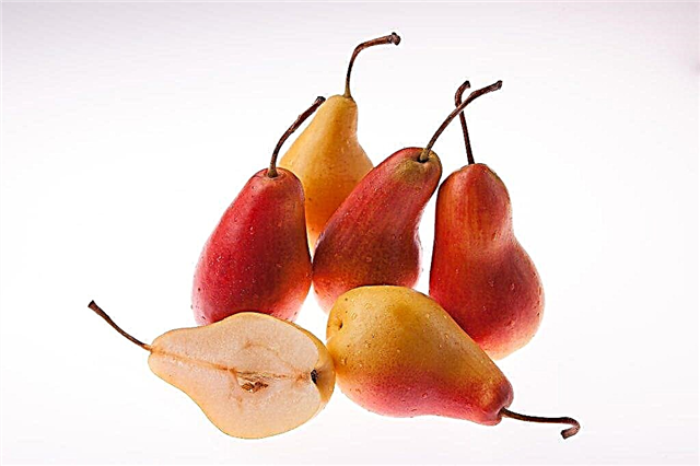 Description de la variété de poire Zabava