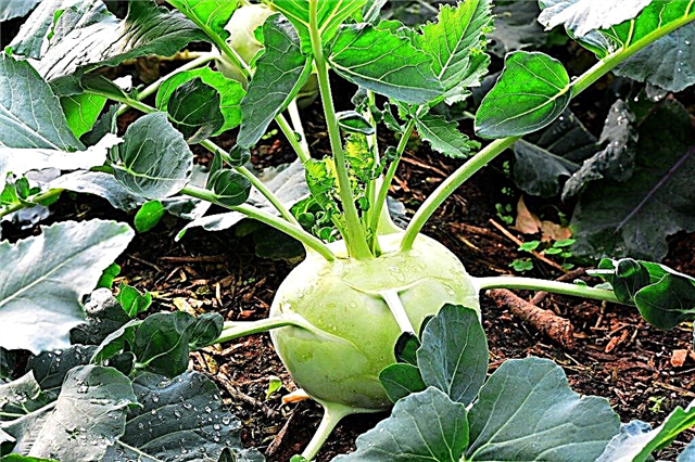 Features of growing kohlrabi cabbage