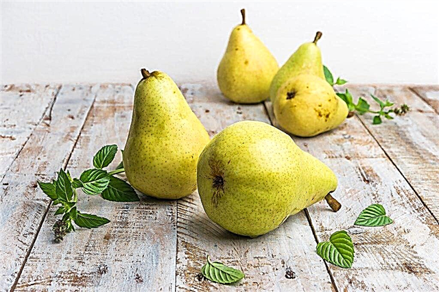 Characteristics of Dula pears