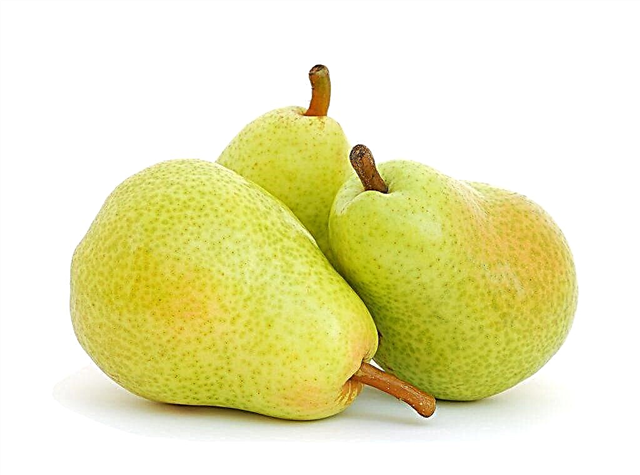 Description of pear Alyonushka
