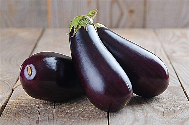 All about Vera eggplants