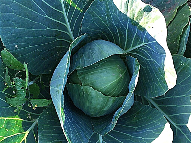 Features of growing early cabbage in the open field