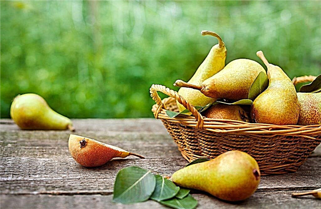 Description of the Parisian pear variety