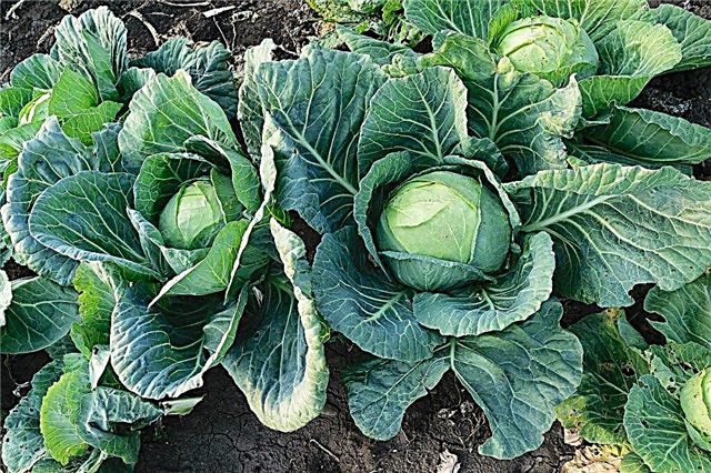 Is it worth picking off the lower leaves of the cabbage