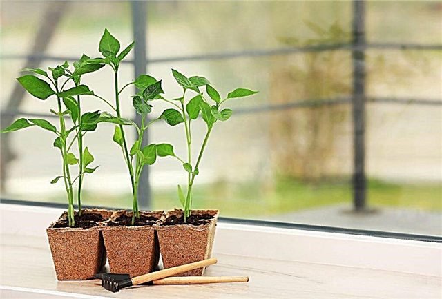 Pepper seedlings have outgrown