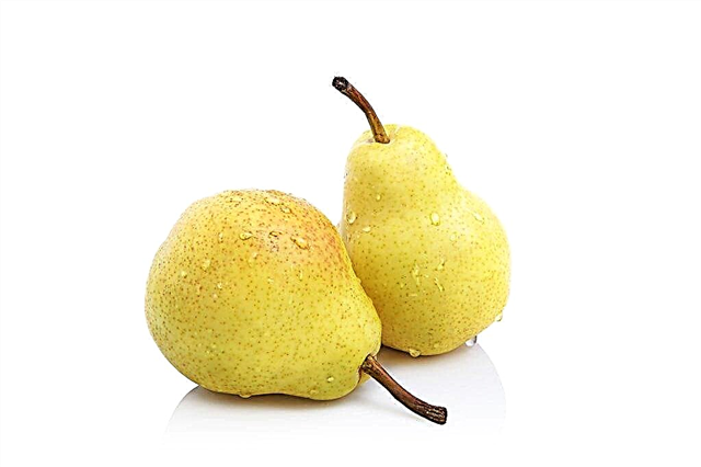 Characteristics of pear varieties Svetlyanka