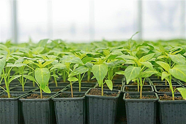 Causes of death of pepper seedlings