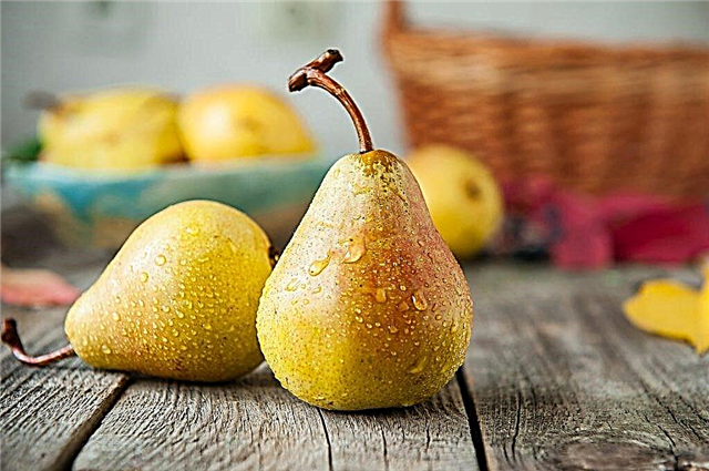 Pribaltiyskaya oily pear