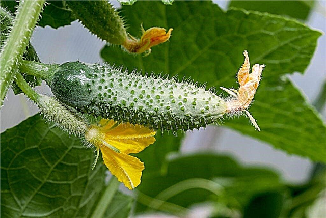 Secrets of growing cucumbers according to the Portyankin and Shamshina method