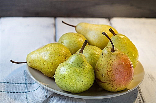 Description of Pear Festive