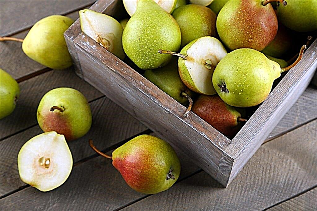 Description of pear variety Pervomayskaya