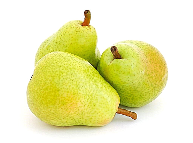 Description of pear Larinskaya