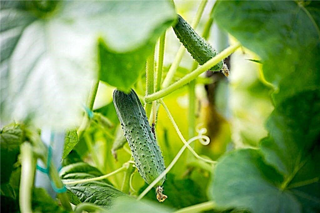 Features of varieties of cucumbers with the letter B