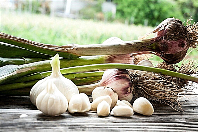 Is the garlic business profitable?