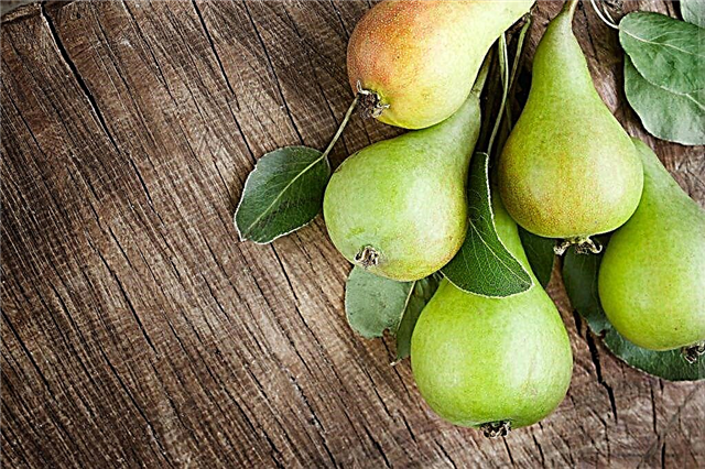 Description of pear variety Dukhmyanaya