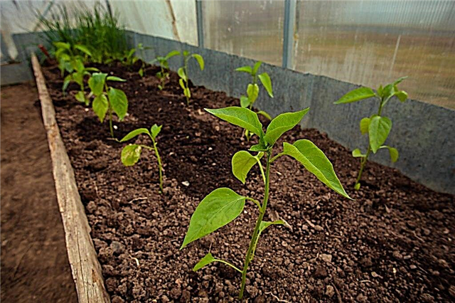 All about feeding pepper after planting in a greenhouse