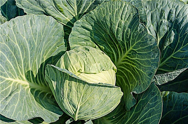Care rules for growing cabbage in the garden