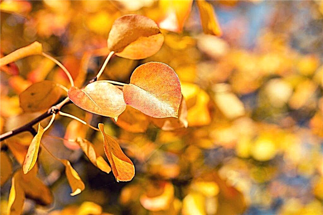 Características de plantar peras no outono