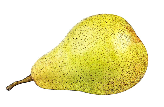Beskrivelse av pære Kupava