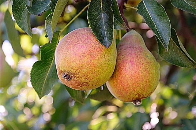 The best pear varieties for Siberia