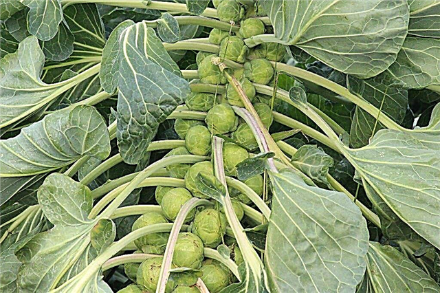 Brussels sprouts Hercules