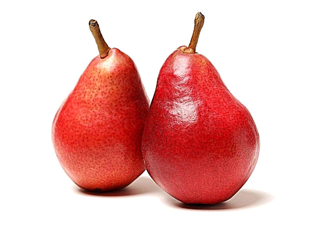 Pear variety Red